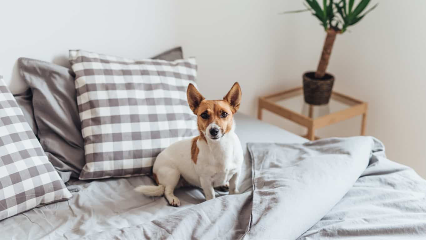 סואניו - מותג מזרנים באונליין